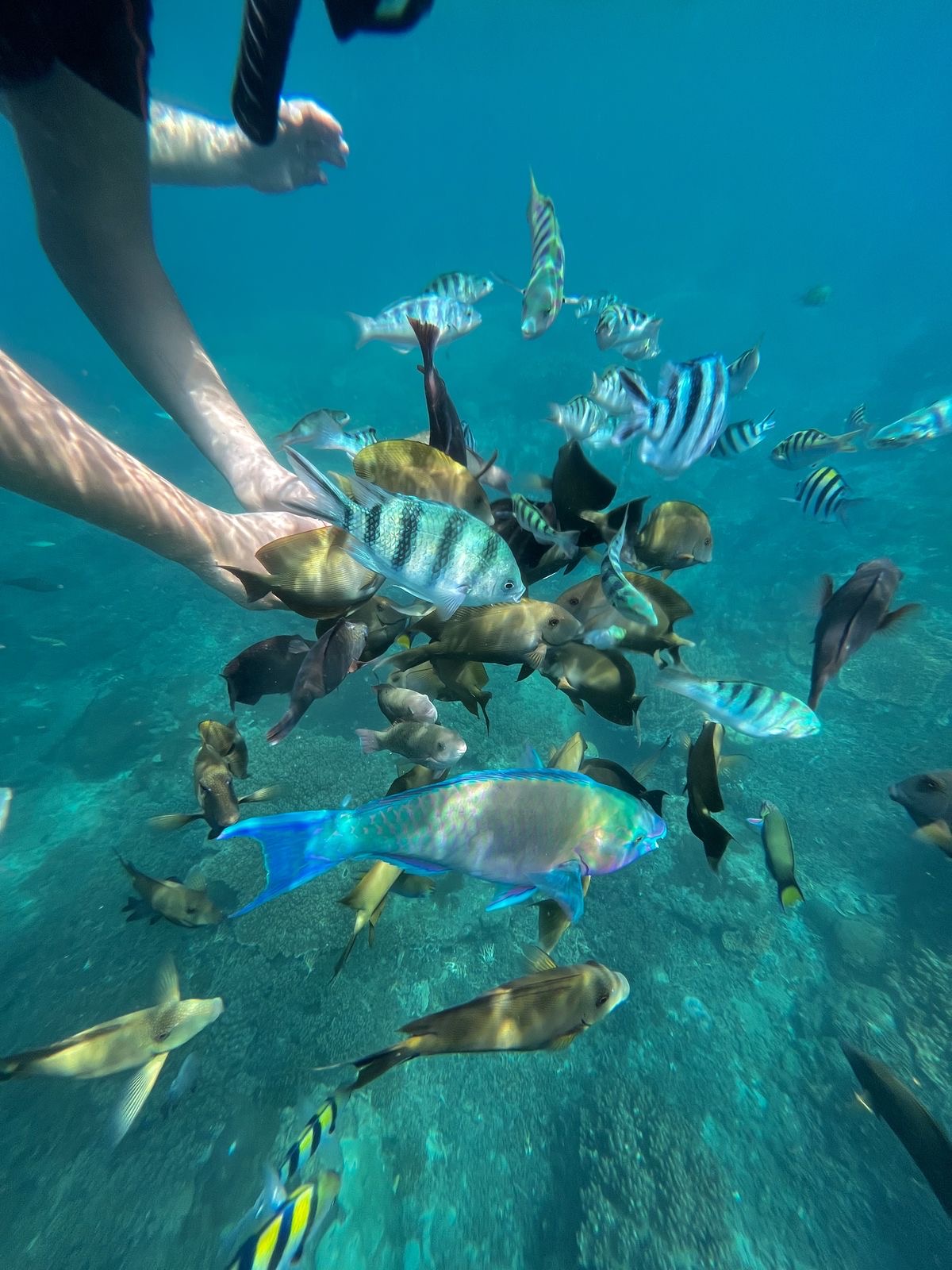 Underwater moment captured with SnorkCam