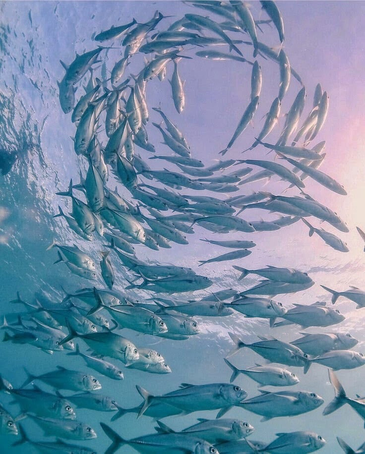 Underwater moment captured with SnorkCam